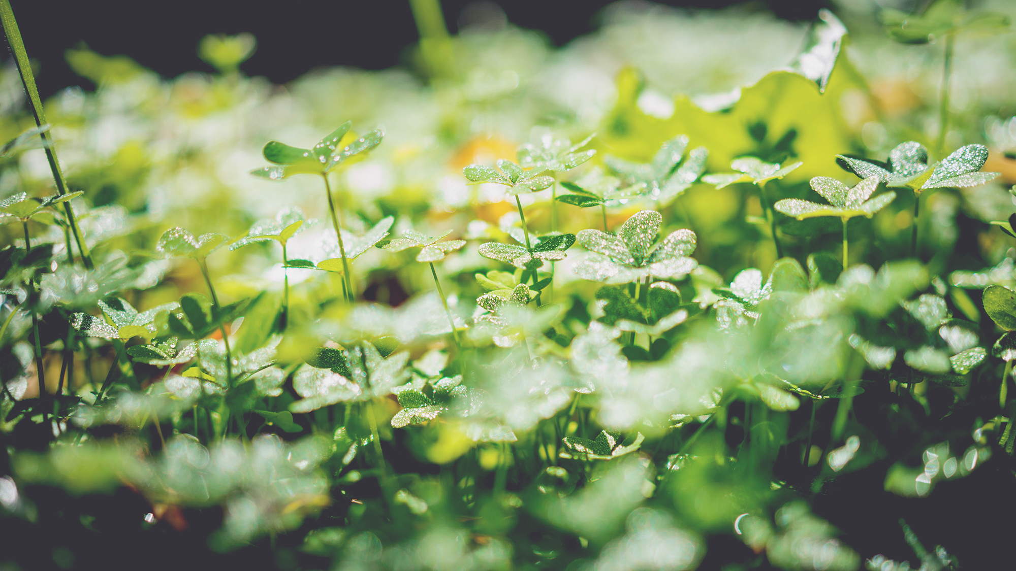 lucky-close-up-green-clover.jpg